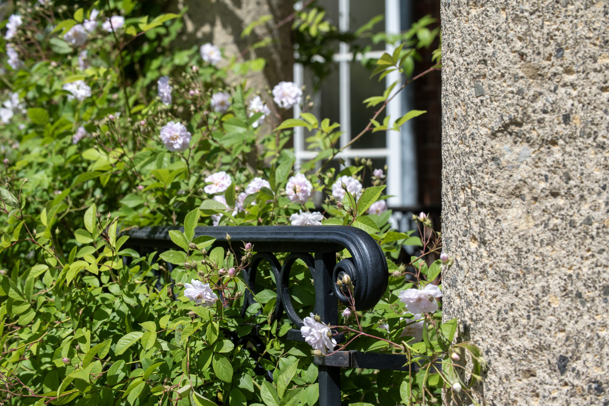 Blühende weiße Rosen an einem schwarzen Metallgeländer neben einer Hauswand aus grobem Beton